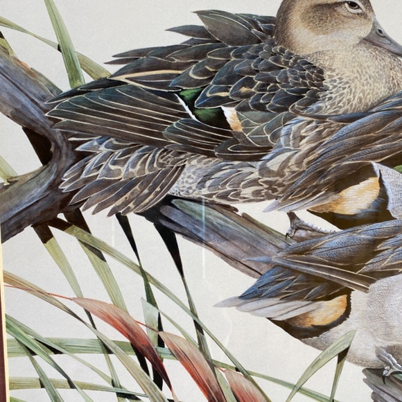 Art La May 3x framed prints with glass: Water Pair, Green Winged, Canvas Back. - Picture 7 of 16